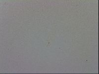 Mesobiotus coronatus image