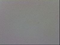 Mesobiotus coronatus image
