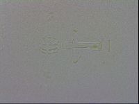 Mesobiotus coronatus image