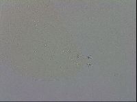 Mesobiotus coronatus image