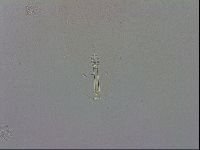 Mesobiotus coronatus image