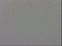 Mesobiotus coronatus image
