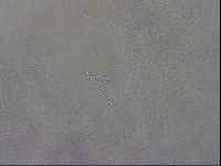 Mesobiotus coronatus image