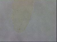 Mesobiotus coronatus image