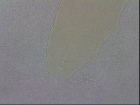 Mesobiotus coronatus image
