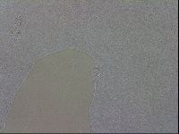 Mesobiotus coronatus image