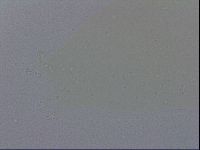 Mesobiotus coronatus image