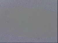 Mesobiotus coronatus image