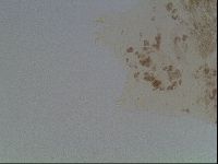Macrobiotus hibiscus image
