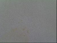 Macrobiotus hibiscus image