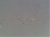 Mesobiotus coronatus image