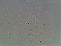 Mesobiotus coronatus image