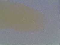 Mesobiotus coronatus image