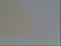 Mesobiotus coronatus image