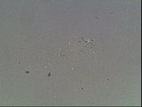 Mesobiotus coronatus image