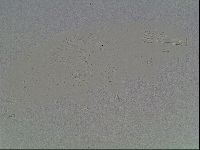 Mesobiotus coronatus image