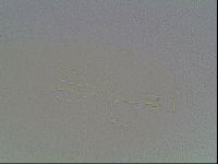 Mesobiotus coronatus image