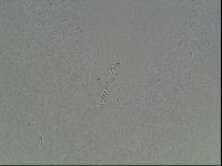 Mesobiotus coronatus image