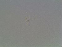 Mesobiotus coronatus image