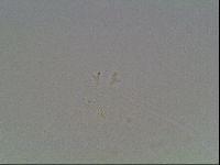 Mesobiotus coronatus image
