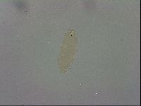 Macrobiotus recens image