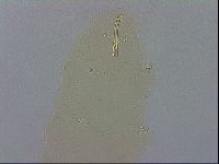 Macrobiotus recens image