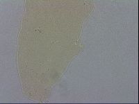 Macrobiotus recens image
