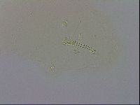 Macrobiotus recens image
