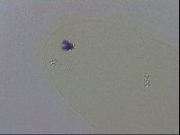 Macrobiotus recens image