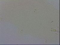 Macrobiotus recens image