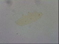 Macrobiotus recens image
