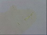 Macrobiotus recens image