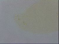 Macrobiotus recens image