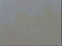Macrobiotus recens image