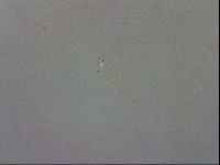 Macrobiotus recens image