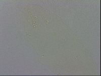 Macrobiotus recens image