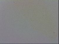 Macrobiotus recens image