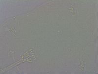 Macrobiotus recens image