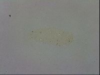 Macrobiotus recens image