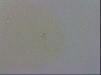 Macrobiotus recens image