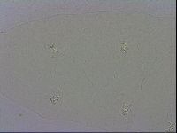 Macrobiotus recens image