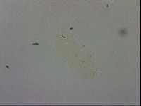 Macrobiotus recens image
