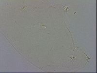 Macrobiotus recens image