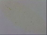 Macrobiotus recens image