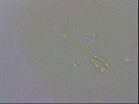 Macrobiotus recens image