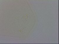 Macrobiotus recens image