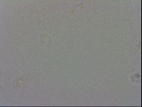 Macrobiotus recens image