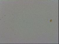 Macrobiotus recens image