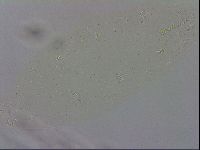 Macrobiotus recens image