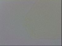 Macrobiotus recens image